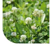 MRS Trèfle blanc - 1 kg pour 1.000 m² - Un bon fixateur d'azote : il enrichit le sol - S’adapte à tous types de sols - Résiste au piétinement - Favorise la biodiversité