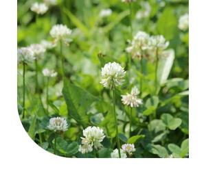 MRS Trèfle blanc - 1 kg pour 1.000 m² - Un bon fixateur d'azote : il enrichit le sol - S’adapte à tous types de sols - Résiste au piétinement - Favorise la biodiversité