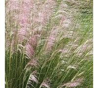Muhlenbergie Capillaire - Muhlenbergia Capillaris 40/60 cm Godet 9cm - Plante En Pot - Floraison - Hauteur 40/60 Cm - Exposition