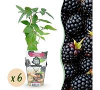 Mûre sans épines - Rubus Thornfree - Rustique - 6 Plants - 15-25cm - Ø9cm - Plante de jardin