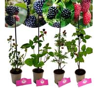 Mûrier - SCHRAMAS - Rubus fruticosus mix - Pot 9 cm - 4 variétés - Sans épines, rustique -28°C