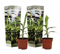 Musa Basjoo - Set de 2 - Plante de banane - Jardin - Pot 9cm - Hauteur 25-40cm