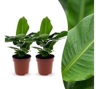 Musa Oriental Dwarf - Banane naine - 2 plants - 30cm - Ø12cm