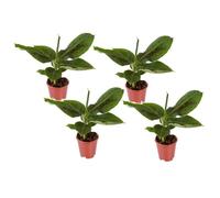 Musa 'Oriental Dwarf' - Set de 4 - Plants de bananes - Pot 12cm - Hauteur 25-40