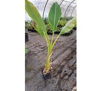 Musella lasiocarpa/Lotus d'or/Bananier nain/Conteneur de 2 à 2.9 litres/Sans feuilles en hiver