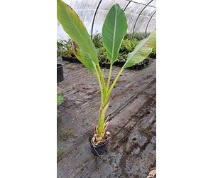 Musella lasiocarpa/Lotus d'or/Bananier nain/Conteneur de 2 à 2.9 litres/Sans feuilles en hiver