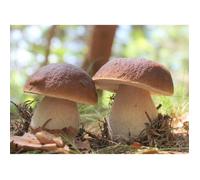Mycélium de Cèpes de Bordeaux Kit de culture champignons (Tube, 50ml)