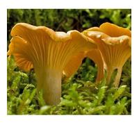 Mycélium de Girolle Jaune Kit de culture champignons (tube, 50ml)