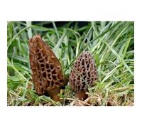 Mycélium de Morille Conique Kit de culture champignons Mushrooms (tube 15ml)