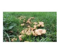 Mycélium de Mousserons des Près - Kit culture Champignons (Tube, 15ml)