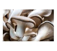 Mycélium de Pleurote Kit de culture champignons (Tube, 15ml)
