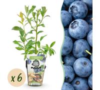 Myrtille - Vaccinium corymbossum Bluegold - Rustique - 6 Plants - 15-25cm - Ø9cm - Plante de jardin