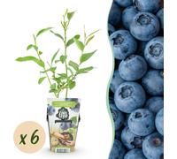 Myrtille - Vaccinium corymbossum Goldtraube - Rustique - 6 Plants - 15-25cm - Ø9cm - Plante de jardin