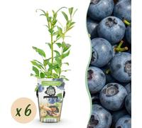 Myrtille - Vaccinium corymbossum Northland - Rustique - 6 Plants - 15-25cm - Ø9cm - Plante de jardin