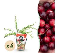 Myrtille - Vaccinium macrophylla Early Black - Rustique - 6 Plants - 15-25cm - Ø9cm - Plante de jardin