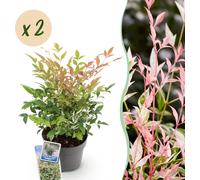 Nandina Twilight - coloré & rose - 2 plantes - à feuilles persistantes - peu d'entretien - 35-45cm - Ø17cm - Plante de jardin