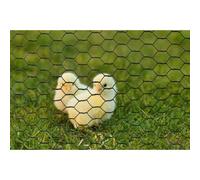 NATURAL Treillis en Fil Galvanisé Hexagonal - 0,5 x 3 m - Épaisseur 13 mm - Vert