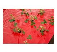 Nature Film de paillage Fraises, Long 10