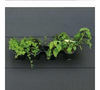 Nature Kit De Fleurs Et D'herbes/Jardin Vertical