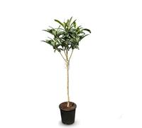 Nèfle du Japon, Eriobotrya Japonica, Nèfle 150 cm Mispero, Argelino