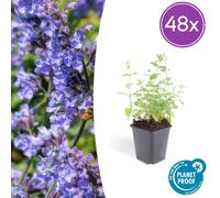 Nepeta 'Six Hills Giant' | 48 pièces - 10-25cm - Ø9cm - Plante de jardin