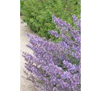 Nepeta « Walker's Low » 24 plants 10-25cm Ø9cm Plante aromatique bleu lavande