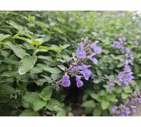 Nepeta 'Walker's Low' - 60 plants - Herbe à chat - Fleurs bleu lavande - Attire