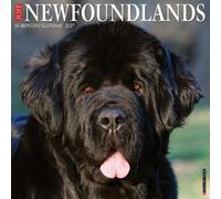 Newfoundlands 2027 Wall