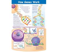 NewPath Learning Poster Comment fonctionnent les gènes - plastifié, en couleur, 23 po x 35 po