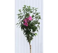 Nibiscus de jardin Hibiscus - Woodbridge - fleur rouge / rose haute tige 80 - 100 cm