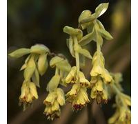 Noisetier bas - Corylopsis pauciflora | 30-40 cm en conteneur