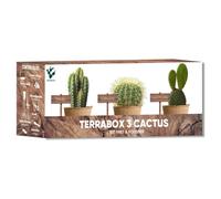 Nopalia® kit cactus - mini kit prêt à pousser - plantes grasses déco intérieure