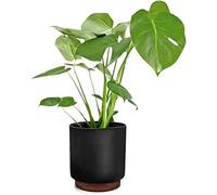 Nouveau - Grand Pot de Fleurs de 25 cm de Fox & Fern avec Base en Bois - Convient au Support à Plantes - Bouchon de Drainage - extérieur intérieur - Noir Doux