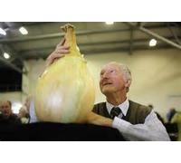 NOUVELLES 50 GRAINES - Graines d'oignon géant. AILSA CRAIG écossais Heirloom une énorme graine onion.Vegetable.