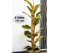 Novatool 8x tuteur pour plantes coco 110 cm I Ø 45mm I extensible I fibre de coco naturelle I tuteur pour plantes coco aide à grimper pour pots de fleurs