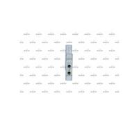 NRF Système de chauffage NRF54382 pour SKODA, AUDI, VW, SEAT