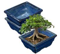 Oairse Lot de 2 pots de bonsaï peu profonds pour plantes succulentes pour bonsaïs vivants, pot de plantes en céramique de 16 cm/6,3 pouces pour plantes succulentes d’intérieur/extérieur avec trou de