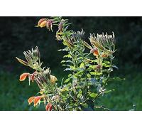 Oenothera 'Sunset Bouleevard' Onagre 50 Graines - vivace