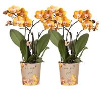 Offre combinée Kolibri Orchids : 2 orchidées Phalaenopsis - Las Vegas - diamètre de la fleur : 12 cm