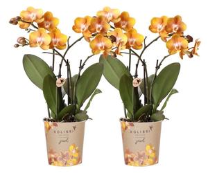 Offre combinée Kolibri Orchids : 2 orchidées Phalaenopsis - Las Vegas - diamètre de la fleur : 12 cm