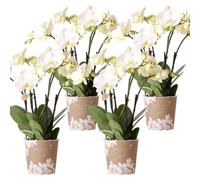 Offre combinée Kolibri Orchids : 4 orchidées blanches - Gand - Pot de 12 cm