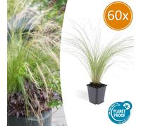 Okrasná tráva - Herbe ornementale - Stipa tenuissima 'Ponytails' - Pot de 9 cm - Coffret de 60 plants