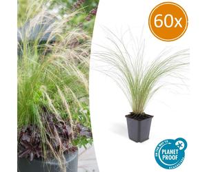 Okrasná tráva - Herbe ornementale - Stipa tenuissima 'Ponytails' - Pot de 9 cm - Coffret de 60 plants