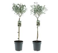 Olea Europaea Olivier semi-tronc XL, 80-100 cm, plante méditerranéenne en pot pour balcon, terrasse et jardin, pot de 19 cm (2)