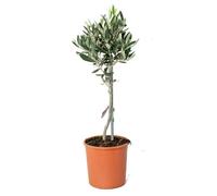 Olea Europaea - Olivier sur tronc - Arbre fruitier - Rustique - D14 cm - H40-50 cm