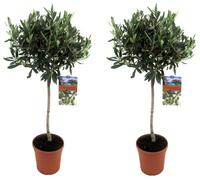 Olivier - Set de 2 - Olea europaea - Hauteur 90-100cm - ⌀21cm