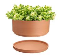 OLegei Pots de Fleurs en Terre Cuite 25,4 cm de diamètre Pot de Fleurs Peu Profond pour Plantes dintérieur et dextérieur Pot Rond pour Plantes succulentes avec Trou de Drainage