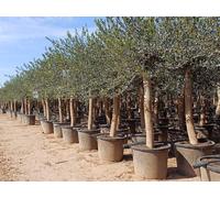 Olive « 30 ans » 190 cm, qualit résistant au froid, Olea Lechi