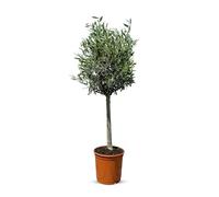Olivier à troncs hauts - 100 cm de haut - Résistant à l'hiver - Produit OLEA EUROPEA