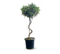 Olivier europaea tige torsadé - arbuste méditerranéen - ↕ 90-100 cm - ⌀ 24 cm - plante d'extérieur